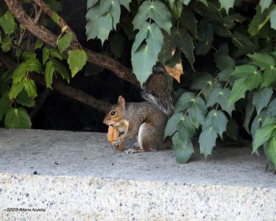 Is that crunchy or smooth peanut butter?