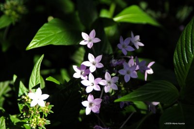 _DSC8795.jpg
