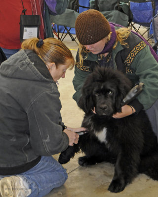 This little puppy went home very unhappy...