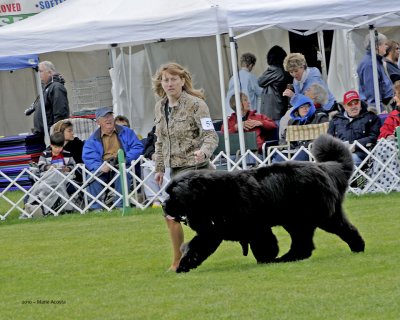 Who is that hairy beast?.....Baron!