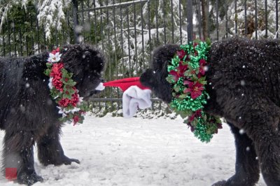 Merry Christmas and a very happy Newf Year!