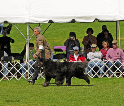 2008 National Specialty: The Boys at the Show