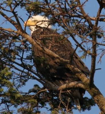 Eagle (above nest)