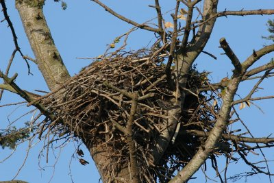 Eagle's Nest