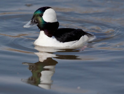 Bufflehead