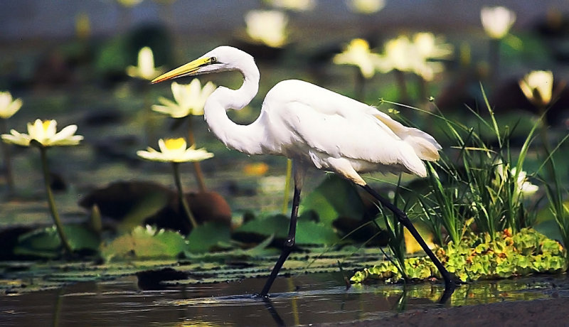 Ardea alba, Great White Egret