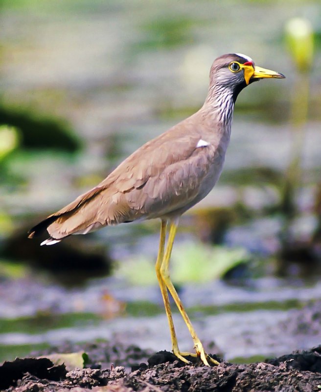 Vanellus senegallus, Wattled Lapwing