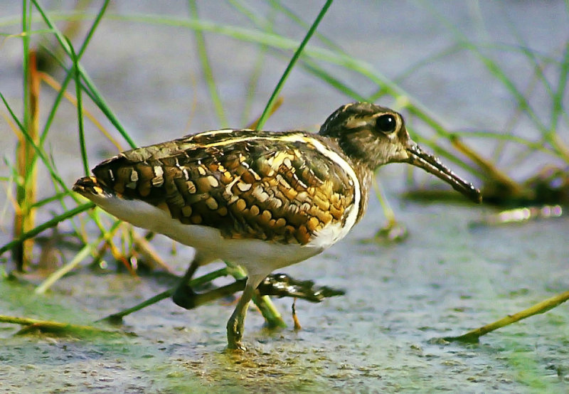 Rostratula benghalensis, Painted Snipe, male