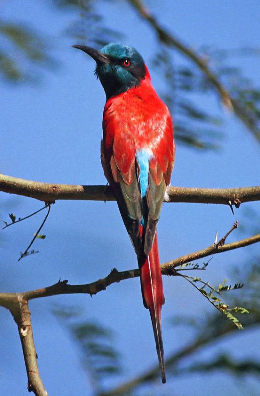 Merops nubicus, Northern Carmine Bee-eater