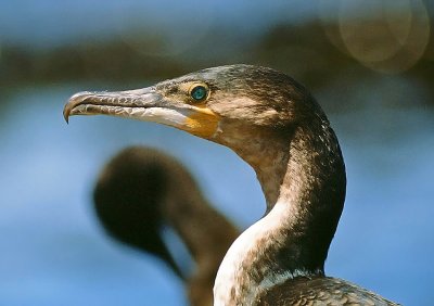Phalacrocorax carbo, Great Cormorant, immature