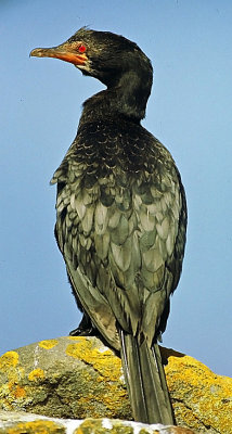 Phalacrocorax coronatus, Crowned Cormorant