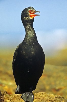 Phalacrocorax coronatus, Crowned Cormorant