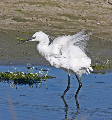 Egretta garzetta, Little Egret