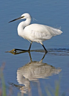 Egretta garzetta, Little Egret