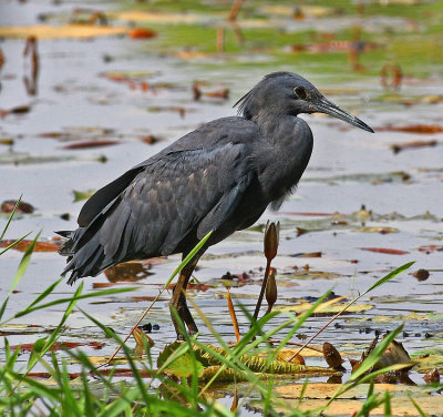 Egretta ardesiaca, Black Heron