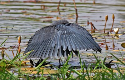 Egretta ardesiaca, Black Heron