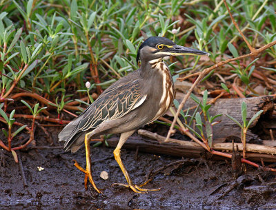 Butorides striata, Striated Heron, immature