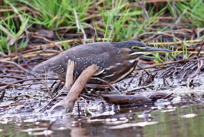 Butorides striata, Striated Heron, immature