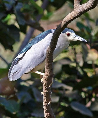 Nycticorax nycticorax, Black-crowned Night Heron