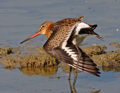 Limosa limosa, Black-tailed Godwit