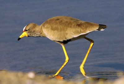 Vanellus senegallus, Wattled Lapwing