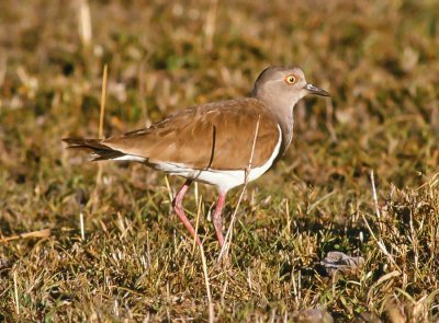 Vanellus melanopterus, Black-winged Lapwing