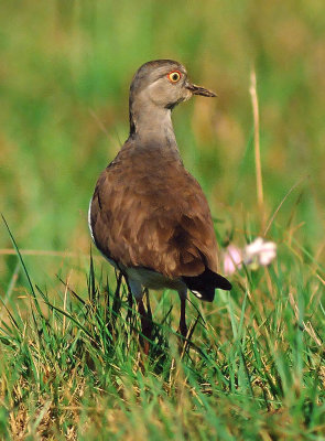 Vanellus melanopterus, Black-winged Lapwing