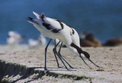 Recurvirostra avosetta, Pied Avocet