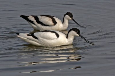 Recurvirostra avosetta, Pied Avocet