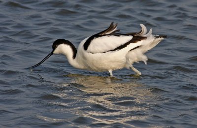 Recurvirostra avosetta, Pied Avocet