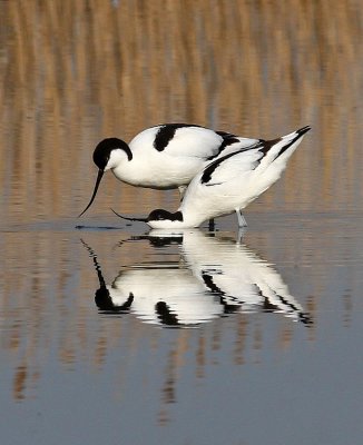 Recurvirostra avosetta, Pied Avocet 