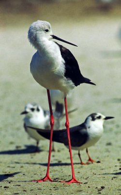 Himantopus himantopus, Black-winged Stilt