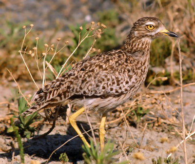 Burhinus capensis, Spotted Thick-knee