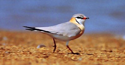 Glareola cinerea, Grey Pratincole