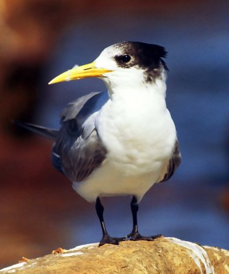 Sterna bergii, Greater Crested Tern