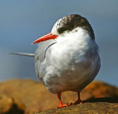 Sterna vittata, Antarctic Tern
