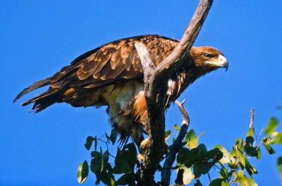 Aquila rapax, Tawny Eagle