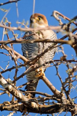 Falco chicquera, Red-necked Falcon