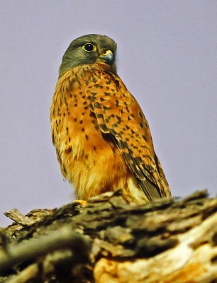 Falco tinnunculus, Common Kestrel
