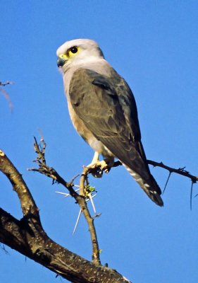 Falco dickinsoni, Dickinsons Kestrel