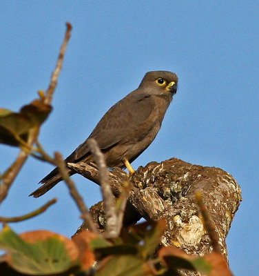 Falco ardosiaceus, Grey Kestrel