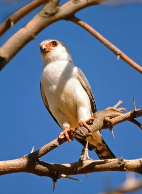 Polihierax semitorquatus, African Pygmy Falcon