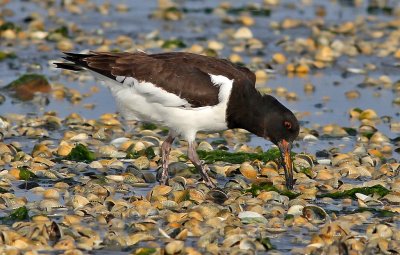 Haematopus ostralegus, Eurasian Oystercatcher, immature