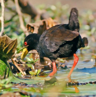 Amaurornis flavirostra, Black Crake