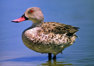 Anas capensis, Cape Teal