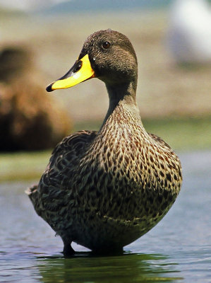 Anas undulata, Yellow-billed Duck