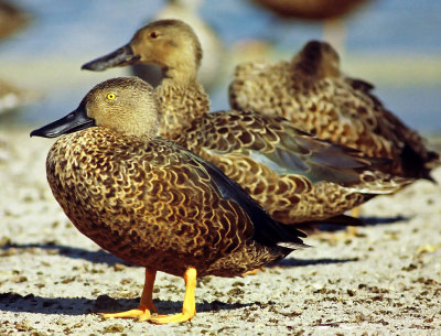 Anas smithii, Cape Shoveler