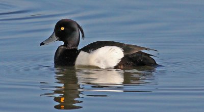 Aythya fuligula, Tufted Duck, male