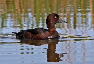 Aythya fuligula, Tufted Duck, female