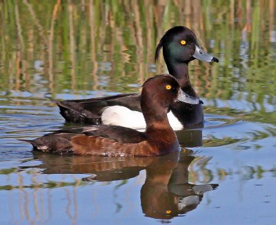 Aythya fuligula, Tufted Duck